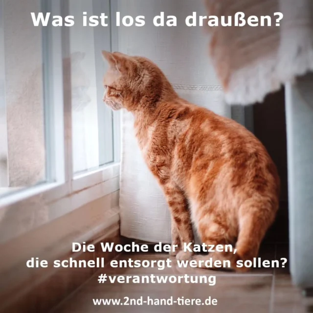 Immer wieder sonntags informieren wir Euch über Dinge, die uns aktuell besonders beschäftigen. 

Was ist los da draußen? Haben wir irgendwas nicht mitbekommen? War diese Woche "die Woche der Katzen, die schnell entsorgt werden sollen"?
Alleine am vergangenen Donnerstag haben wir 5 Anfragen erhalten, wo zwischen einer und drei Katzen am besten SOFORT von uns anderweitig untergebracht werden sollen. Es waren auch 2 Anfragen dabei, wo wir ernsthaft versuchen, zu unterstützen, bei anderen müssen wir uns zügeln, nicht das zu schreiben, was wir denken. 

Nochmal in aller Deutlichkeit: wir sind kein Tierheim, wir haben auch keine Pflegestellen, um wie heute 9 Katzen aufzunehmen, weil jemandem einfällt, dass man in 2 Tagen ohne Katze umziehen möchte, oder jemand spontan eine Allergie entwickelt (es gibt Tierhaarallergien, jedoch sind Allergiker zumeist sehr verzweifelt, das geliebte Tier nicht weiter halten zu können und wünschen sich Hilfe, das weltbeste neue Zuhause zu finden und beschreiben ihr Tier in aller Ausführlichkeit anstelle lediglich zu schreiben "Allergie, Katze muss weg". Manchen fällt auch auf, dass man gar nicht mehr genug Zeit für die Katze hat, die alleine als Wohnungskatze schon eine Weile dahin vegetiert.

Ja, es gibt viele gute, sogar sehr nachvollziehbare Gründe, sich zum Wohle aller von einem Tier zu trennen, aber es gibt noch mehr Gründe, die vorgeschoben oder absolut unverständlich sind. 

Wer auf der Suche nach einer Katze aus 2. Hand ist, kann sich gerne bei uns melden. Egal ob Kitten bis hin zu 20 jährigen Katzen könnten wir Kontakte zu jeglichen Haltern vermitteln. 

#2ndhandtiere 
#Katzen
#vermittlungshilfe
#unverstaendnis 
#Selbstbeherrschung 
#Verantwortung