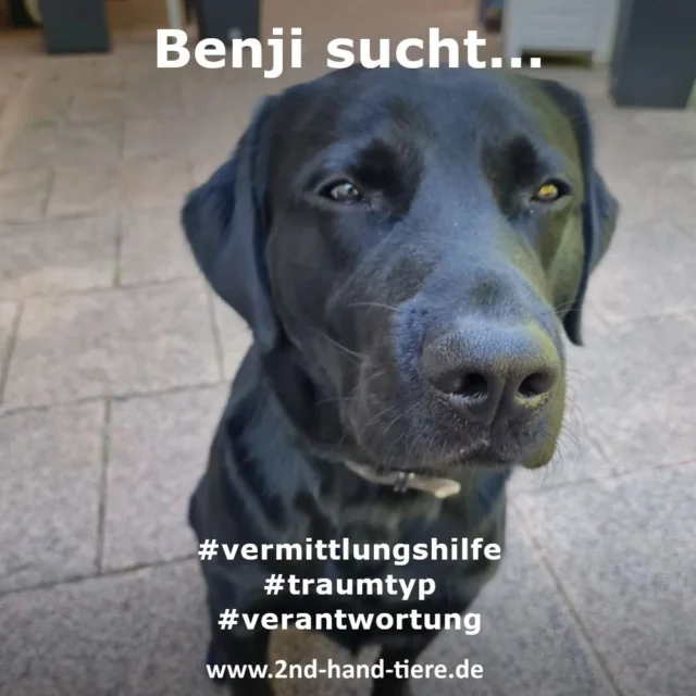 Immer wieder sonntags informieren wir Euch über Dinge, die uns aktuell besonders beschäftigen. 

Nach unserem Aufruf vor 2 Wochen, wo wir einen tollen Hund für eine ebenso tolle Familie gesucht haben, erreichten uns so viele grandiose Weggefährten. 

Vielen Dank dafür! 
Die Familie hat ihr Glück auf 4 Pfoten dadurch gefunden und wir werden zu einem späteren Zeitpunkt darüber berichten. 
Einen von den vorgeschlagenen Juwelen ist Benji. Und nun wollen wir die Familie des Labrador-Mischlings bei der Vermittlung helfen.

Er wird im November erst 2 Jahre alt, kennt aber bereits den allgemeinen Hundeknigge und zeigt sich sehr lernfreudig. Und obwohl der unkastrierte Jungspund altersbedingt aktuell recht viel Knete im Kopf hat, ist er stets gut gelaunt, freundlich und kennt das 1×1 dessen, was heute von Hunden so erwartet wird. Einzig die Leinenführigkeit ist - vielleicht auch, weil er aktuell so unterfordert ist - noch absolut ausbaufähig. Da er aber super zu motivieren ist, und das, was man bei den Retrievern gerne als "will to please" bezeichnet mitbringt, ist es nur eine Frage von Führung und Übung, damit Benji auch das vorbildlich macht.
Aktuell lebt er noch bei seiner Familie in Aachen und kann dort gerne besucht, beschnuppert und bestaunt werden.

Es handelt sich um eine Privatvermittlung, bei der  wir gerne unterstützend zur Seite stehen.

Wer sich angesprochen fühlt, darf sich gerne unter tine@2nd-hand-tiere.de an uns wenden und wir leiten den Kontakt weiter.

#2ndhandtiere 
#labbipower
#pubertier 
#freundfuersleben
#verantwortung