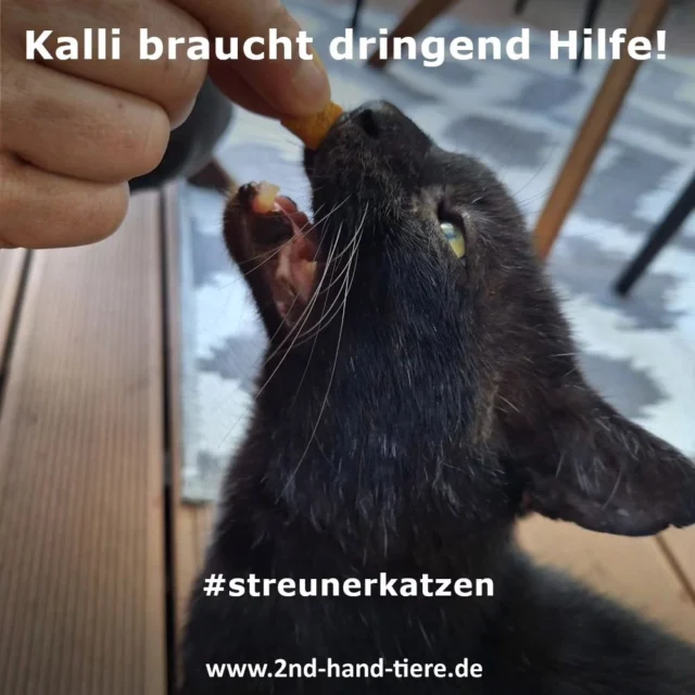 Immer wieder sonntags informieren wir Euch über Dinge, die uns zurzeit besonders beschäftigen. 

Kalli braucht unsere Unterstützung
Waisenkater „Kalli“, ca. 5 -7 Jahre alt, ist aktuell nur einer von vielen, der dringend Hilfe benötigt. 
Ob er ausgesetzt oder zurück gelassen wurde, kann man leider nur spekulieren. Nette Menschen haben sich ihm angenommen und wollen ihm helfen. Kalli hat offensichtlich ein paar Baustellen, die man erst beheben muss, bevor man ihm ein neues Zuhause suchen kann. 
Er ist nicht kastriert, hat unzählige Kampfwunden und wahrscheinlich auch massiven Ohrmilbenbefall. Seine Zähne sind eine große Katastrophe, teilweise abgebrochen oder gar nicht mehr da, was zu sehen ist, ist gelb oder braun. Aufgrund der sichtlich massiven Kämpfe über die Jahre muss natürlich auch geschaut werden, was sein Blut so auszusagen hat. 

Die Menschen, die sich gerade um ihn kümmern, steuern einen Teil seiner Behandlung bei, aber es reicht für die gesamte Behandlung natürlich nicht aus, daher benötigen wir dringend Unterstützung für Kalli.

Spenden könnt ihr mit dem Verwendungszweck "Kalli" unter

Aachener Bank eG
BLZ: 39060180
Konto: 3105846010
IBAN: DE89 3906 0180 3105 8460 10
BIC: GENODED1AAC

Oder per PayPal unter
info@2nd-hand-tiere.de 

Leider sind aktuell alle Vereine mit denen wir gut und gerne zusammenarbeiten am Limit bzw. weit darüber hinaus (Aufnahmestopp seit Wochen im Tierheim, jetzt auch noch der Ausbruch von Parvovirose, eine nie dagewesene Schwämme  herrenloser zumeist kranker Katzen und Kitten). Wir und alle anderen geben unser Bestes zu helfen, wo Hilfe am dringendsten benötigt wird, aber wir benötigen trotz engagierter Tierärzte, die uns ebenfalls bestens unterstützen auch wieder eure Hilfe. 
Vielen Dank an alle, die uns dabei unterstützen!

#2ndhandtiere 
#katzenelend
#streunerkatzen
#Tierarzt
#Kastration 
#OP