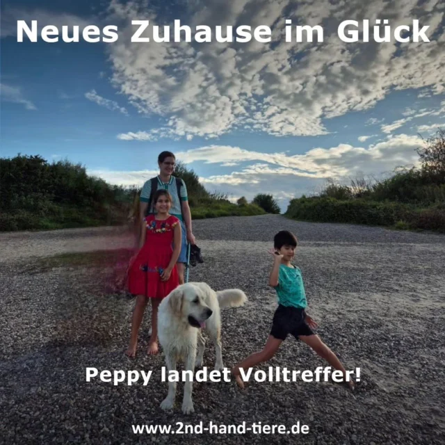 Immer wieder sonntags informieren wir Euch über Dinge, die uns aktuell besonders beschäftigen. 

Vor einiger Zeit haben wir den perfekten Hund für eine tolle Familie gesucht und dank euch haben wir ein "perfect match" organisieren können. 
Der 3-jährige Peppy suchte aufgrund tragischer Umstände in seiner bisherigen Familie ein neues Zuhause. 
Es sollte möglichst das beste und schönste Zuhause sein, was man sich für den jungen Rüden ausmalen konnte. 
Peppys bisherige Familie suchte und verabredete schließlich ein gemeinsames Kennenlernen mit der potentiellen neuen Familie. Daraus entstand schnell ein Probewohnen, bei dem schnell klar war: Hier passt es für alle Seiten! 
Bei ersten Wochenendausflügen mit der ganzen (neuen) Familie und auch im ganz normalen täglichen Wahnsinn im neuen Zuhause passt es einfach und es fühlt sich so an, als hätte es genau so für alle kommen müssen. Volltreffer!
Auch Peppys alte Familie, die den schwierigen Schritt ihren geliebten Hund ziehen zu lassen, kann sich darüber freuen. Sie haben für ihren Hund richtig entschieden.

Wir freuen uns, Peppy, seiner neuen und auch seiner alten Familie bei dem Finden des neuen Glücks geholfen zu haben!

#2ndhandtiere 
#zweitechance
#liebefuersleben
#verantwortung 
#goldenretriever
#familie