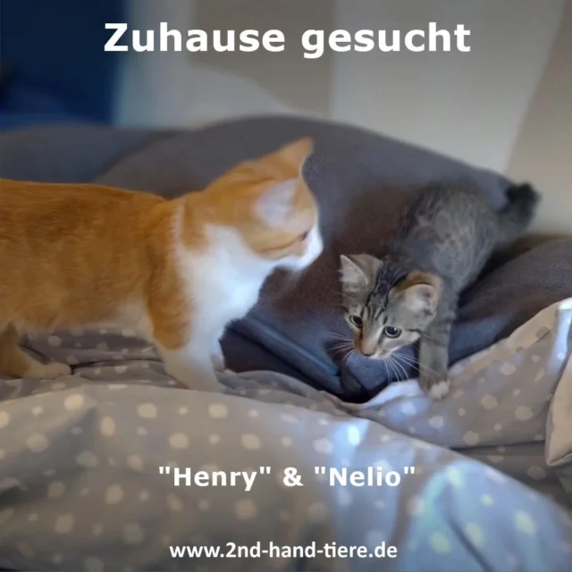 Immer wieder sonntags informieren wir Euch über Dinge, die uns aktuell besonders beschäftigen.
 
Henry und Nelio suchen ihr „perfekt Match“

Die Jungs haben beide ihre eigene Geschichte im Gepäck. Was sie verbindet ist, dass sie beide ausgesetzt wurden. 
Henry kam im Alter von ca. 7 Wochen auf eine Pflegestelle, Nelio im Alter von ca. 11 Wochen dazu. Die beiden haben sich zwar nicht gesucht, aber trotzdem gefunden und werden auch NUR ZUSAMMEN vermittelt. 

Aktuelle Fakten über die beiden Buben:

Henry
-	weiß/grau-schwarz getigert
-	geboren ca. 23.05.2024
-	gechippt
-	gegen Parasiten behandelt
-	wird nächste Woche kastriert (KW41)
-	FIV/FeLV negativ getestet

Nelio
-	rot/weiß getigert
-	geboren ca. 25.04.2024
-	gechippt
-	gegen Parasiten behandelt
-	kastriert
-	FIV/FeLV negativ getestet 
-	HD (Hüftgelenksdysplasie)

Henry ist ein absoluter Schmusekater und hat keine Berührungsängste bei Menschen. 

Nelio hatte es zuvor wahrscheinlich nicht so gut mit Erfahrungen bei Menschen. Mittlerweile hat er seine Angst etwas abgelegt, möchte aber immer noch nicht so richtig gerne angefasst werden. Er mag es überhaupt nicht, wenn man mit der Hand Richtung Kopf kommt, aber am Rücken streicheln ist ok. Ob er das jemals ablegen wird, bleibt abzuwarten, aber es ist nicht unmöglich. Liebe und Zeit werden es wahrscheinlich richten.
 
Dadurch, dass er humpelte, wurde er natürlich untersucht und ein Röntgenbild zeigte, dass er in seinem jungen Alter leider eine HD hat, ABER er humpelt kaum noch und die Chance, dass es sich noch weiterhin bessert im Wachstum ist sehr groß. Man kann natürlich nichts versprechen, aber der Verlauf in den Monaten, die er nun bei uns ist, zeigt, dass es immer besser wird! Er rauft, flitzt und jagt mit Henry ohne weitere Probleme. 
Beide sind sehr sozial gegenüber anderen Katzen. Ihre Babysittermädels wurden immer freudig begrüßt und sie lieben den Kontakt zu anderen Katzen. 

Aktueller Aufenthaltsort ist Geilenkirchen. 

Bei Interesse meldet euch gerne unter katzenhilfe@2nd-hand-tiere.de oder per PN. 

Es handelt sich um eine Privatvermittlung bei wir helfen.

#2ndhandtiere 
#sorgenkinder
#kitten
#katzen
#zuhausegesucht