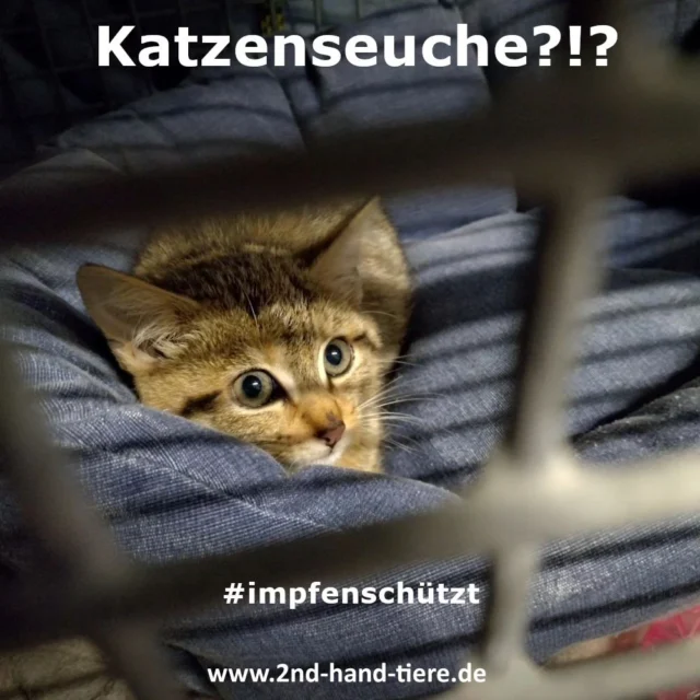 Immer wieder sonntags informieren wir Euch über Dinge, die uns aktuell besonders beschäftigen. 

In den vergangenen Wochen ist nicht nur bei uns in der Region ein vermehrtes plötzliches Sterben von Katzen ohne erkennbare Fremdeinwirkung aufgetreten. Wie viele von euch mitbekommen haben, ist u.a. im Aachener Tierheim aufgrund von Parvovirose die Aufnahme und Vermittlung von Katzen pausiert worden. Auch andere Tierheime wie z.B. Heinsberg hatten mit infizierten Katzen zu kämpfen. 

Bei den herrenlosen, toten Katzen ist bei vielen unklar, woran sie gestorben sind, da nur die allerwenigsten getestet werden bzw. in eine Pathologie geschickt werden. Bei einigen der getesten  wurde jedoch klar festgestellt, dass auch sie der "Katzenseuche" zum Opfer fielen.

Wir möchten an der Stelle keine Panik verbreiten! Dennoch möchten wir euch über unsere Entdeckungen informieren und sensibilisieren. Denn neben der Kennzeichnung (mittels Chip UND Registrierung) und der Kastration sollten Freigänger auch regelmäßig geimpft werden! Und auch bei reinen Hauskatzen empfiehlt es sich vor allem wenn wie aktuell vermehrt Fälle auftreten, die Katzen impfen zu lassen.

Natürlich erschweren die vielen infizierten und erkrankten Katzen die ohnehin kaum zu bewältigende Versorgung der vielen unversorgten bzw. herrenlosen Katzen immens. Wir und viele andere tun trotzdem unser Bestes!

Solltet ihr auch Verdachtsfälle kennen, meldet euch gerne per Mail an katzenhilfe@2nd-hand-tiere.de oder per PN bei uns, da wir bereits mit dem Veterinäramt in Kontakt stehen, um weitere Maßnahmen zu besprechen, wie wir der aktuellen Situation begegnen können. 

#2ndhandtiere 
#parvovirose
#katzenseuche
#Vorsorge
#impfenschützt
#katzen